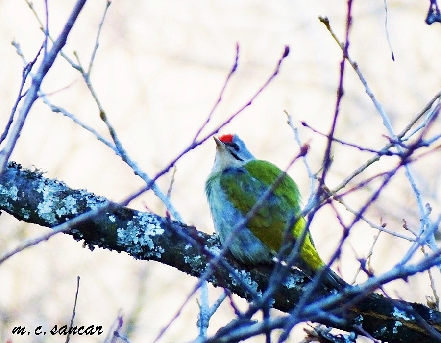 Gray-headed Woodpecker - Mustafa Coşkun  Sancar