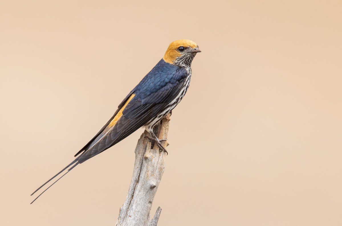 Lesser Striped Swallow - Dorian Anderson