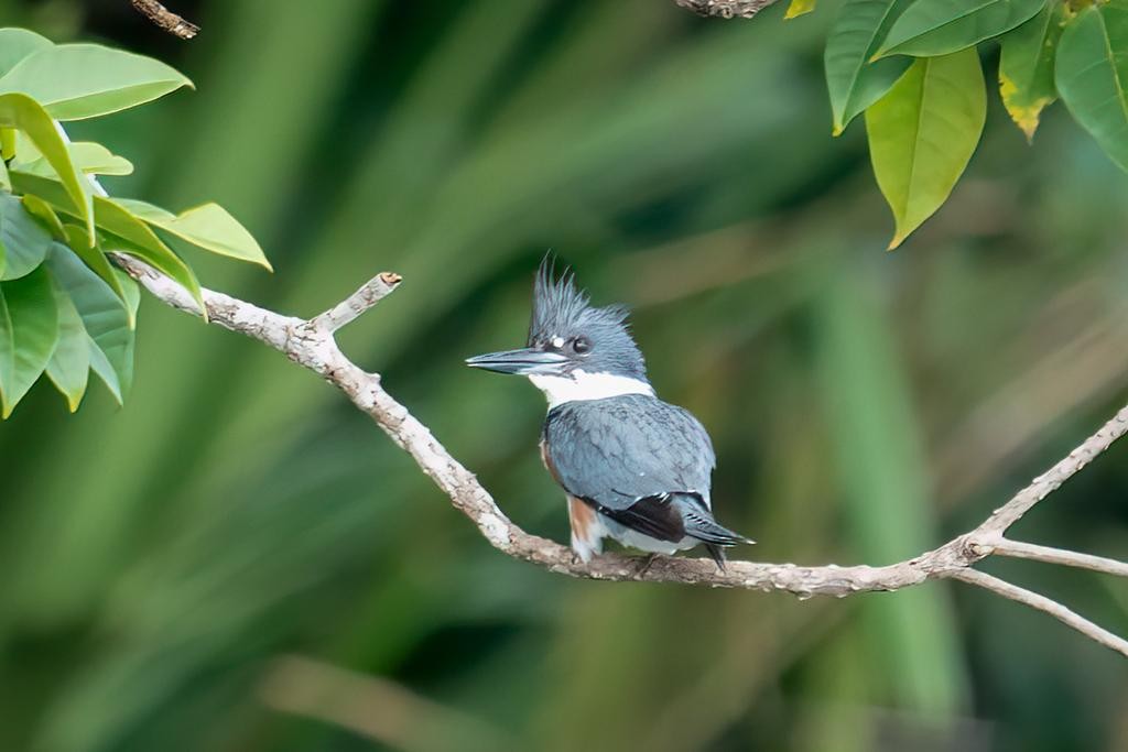 Belted Kingfisher - ML532779781