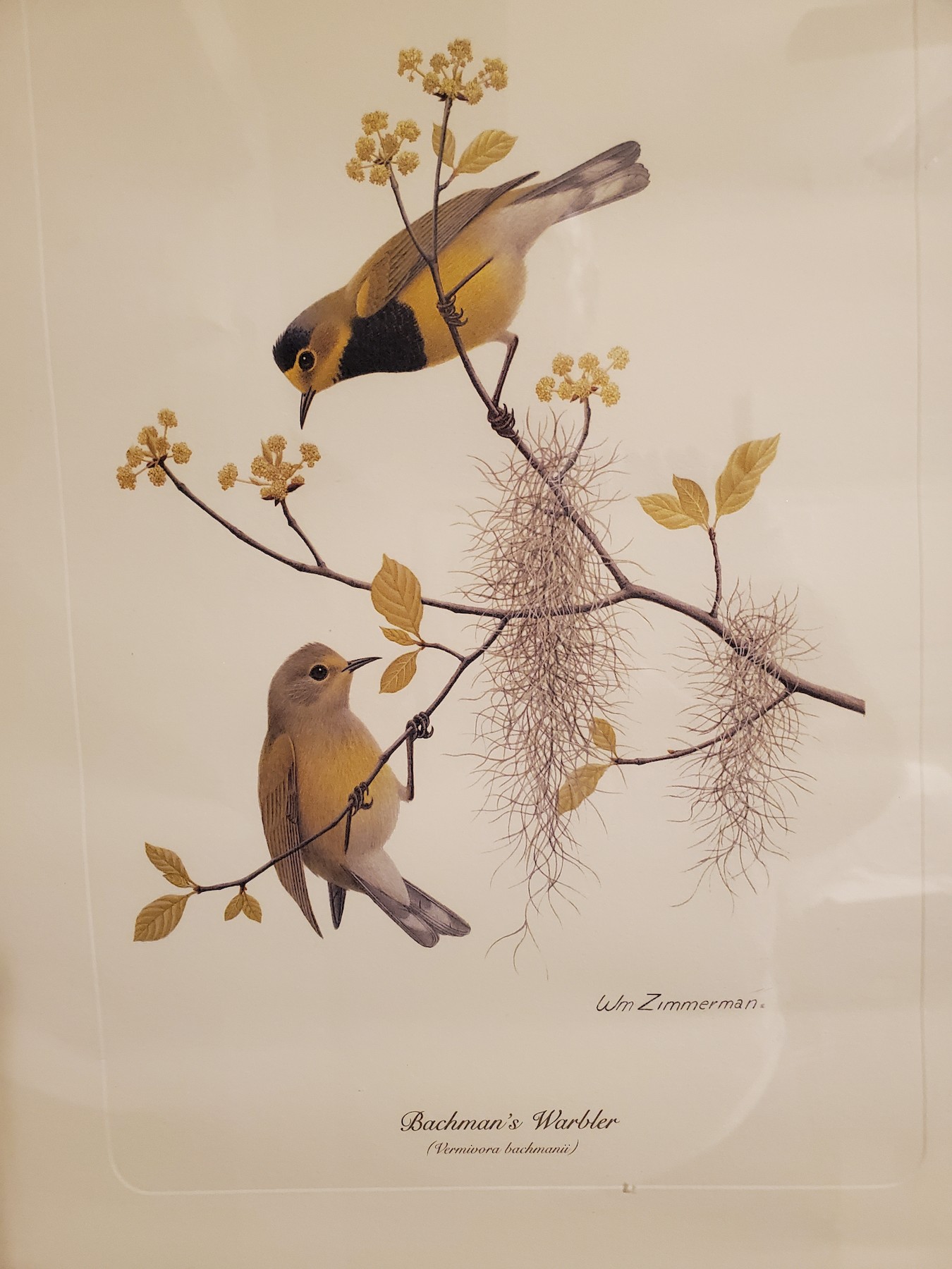 Bachman's Warbler - AL Reports from Other Birders