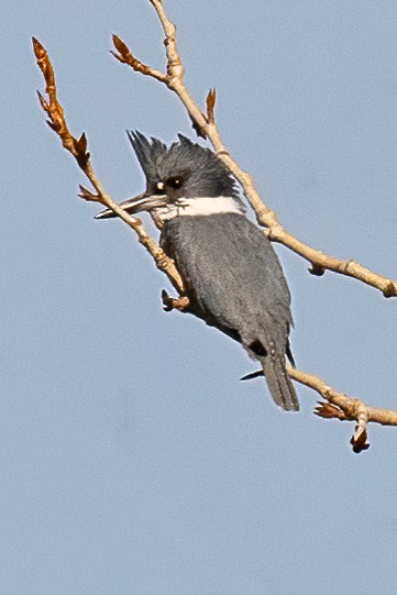 Belted Kingfisher - ML532783071