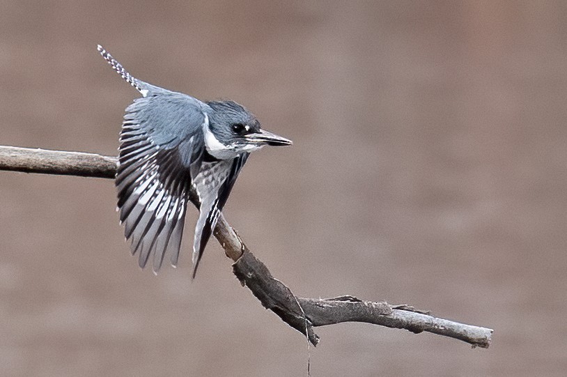 Belted Kingfisher - ML532783081
