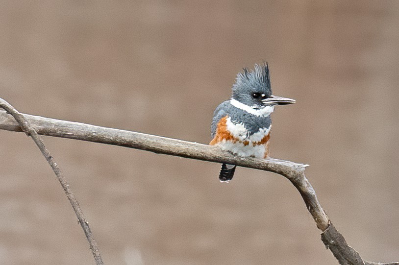 Belted Kingfisher - ML532783091
