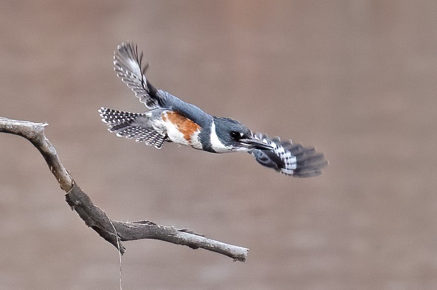 Belted Kingfisher - ML532783101