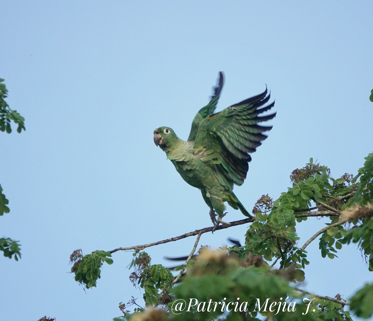 Mealy Parrot - ML532783211