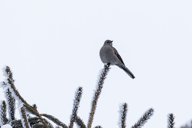 Townsend's Solitaire - ML532785981