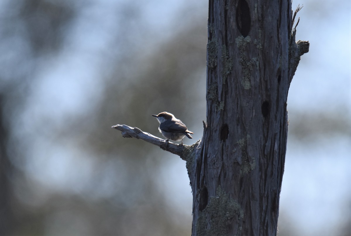 Brown-headed Nuthatch - ML532786301