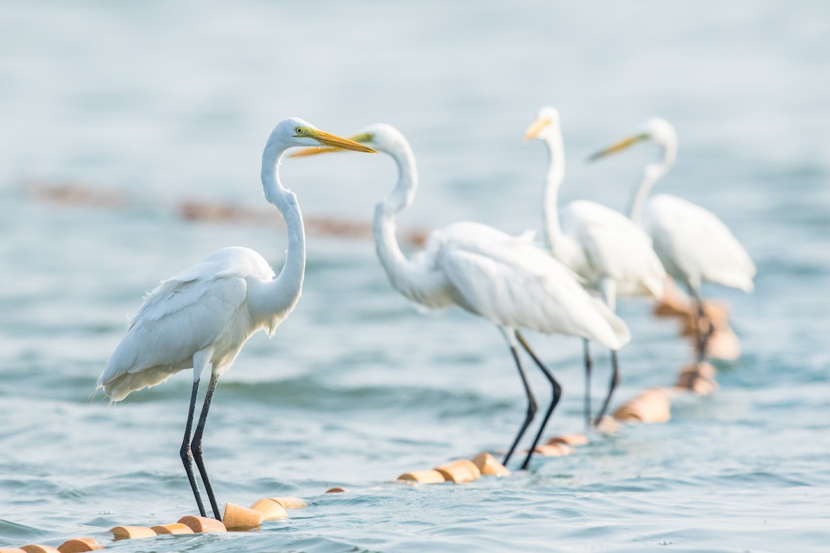 Great Egret - Melvin Jaison