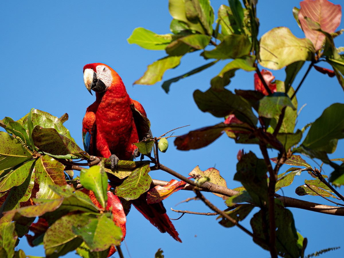 Scarlet Macaw - ML532788221