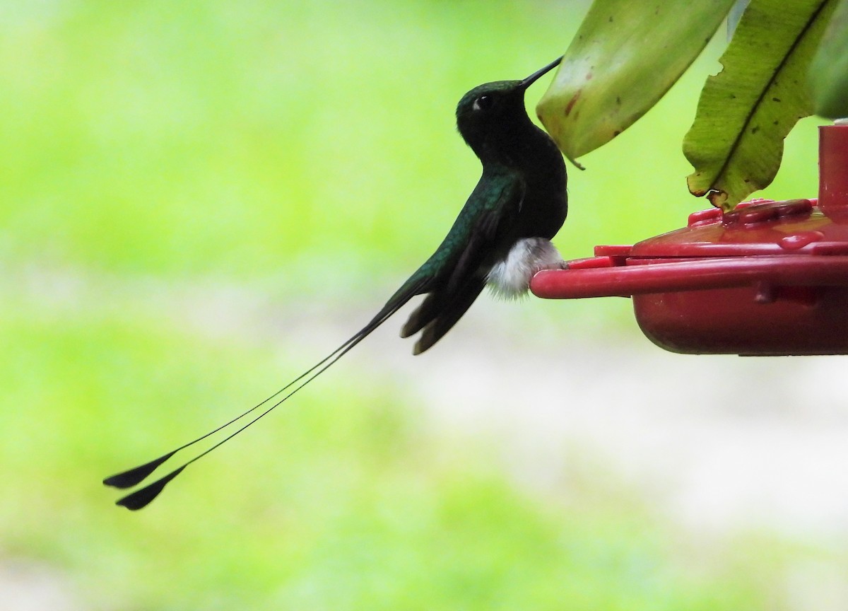 Booted Racket-tail (White-booted) - ML532788481