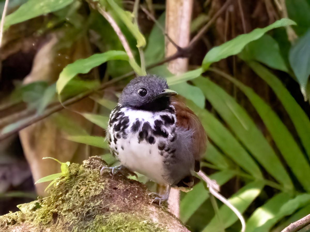 Spotted Antbird - ML532791041