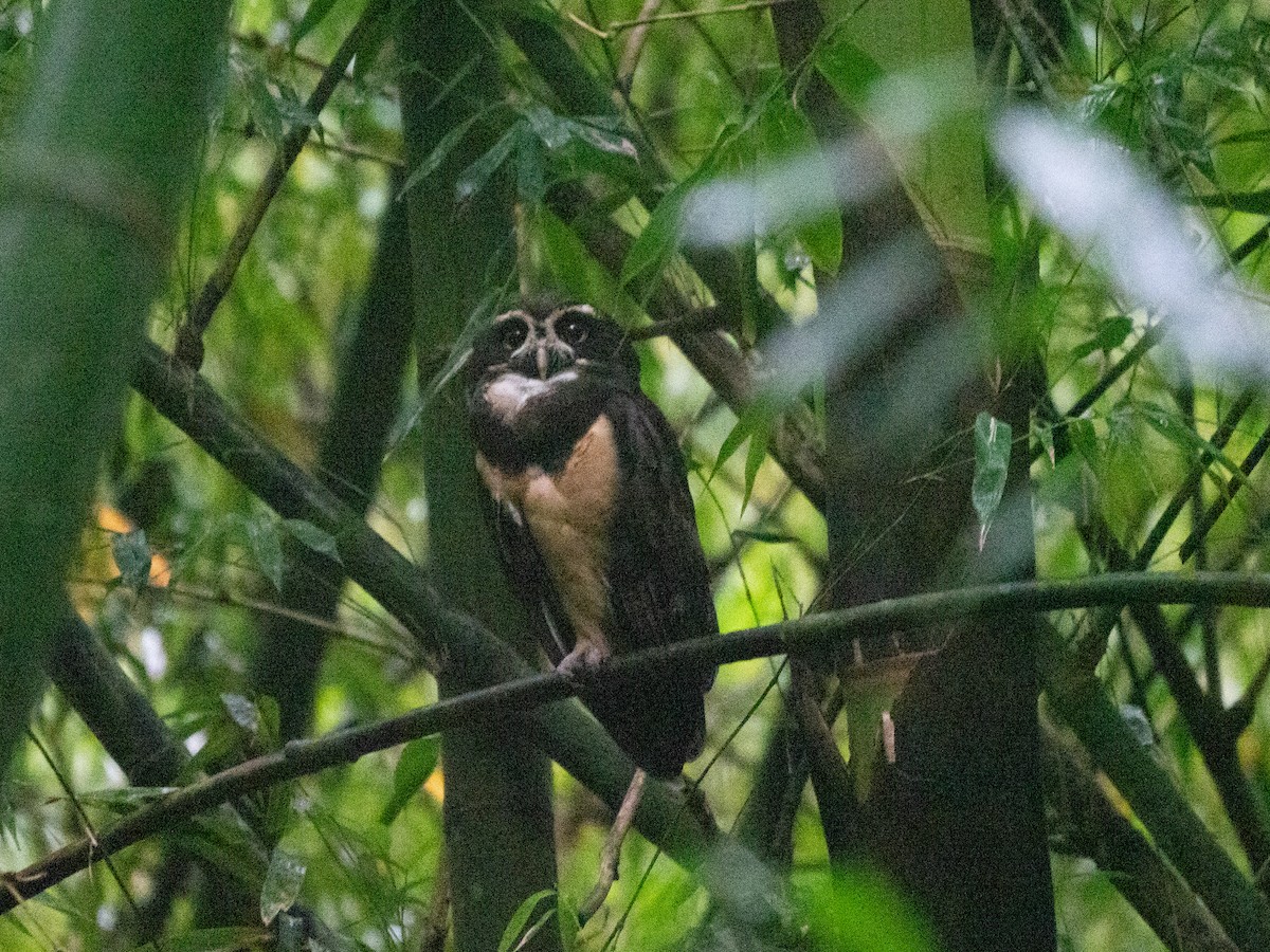 Spectacled Owl - ML532792411