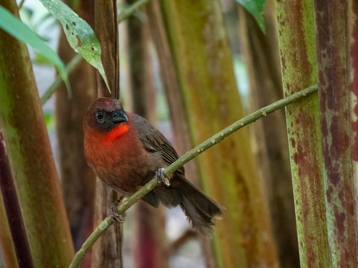 Red-throated Ant-Tanager - ML532793031