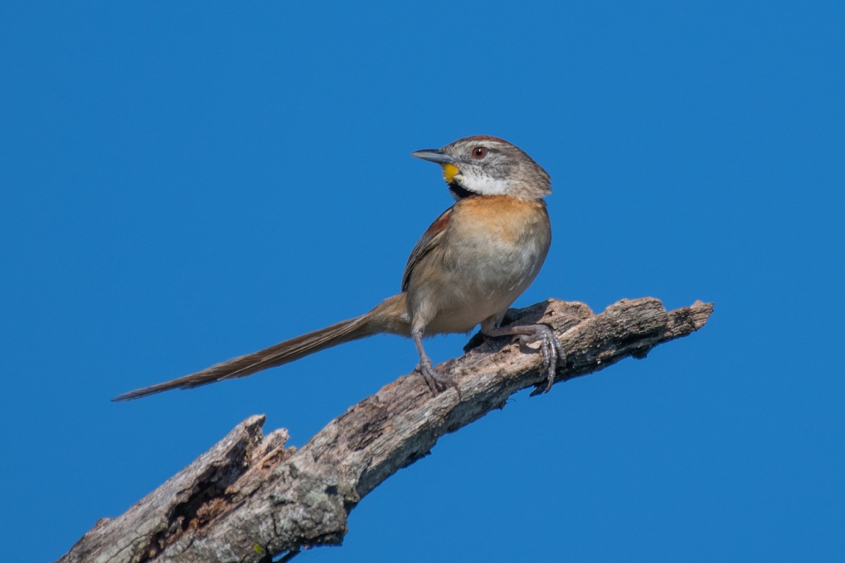 Chotoy Spinetail - ML532794381