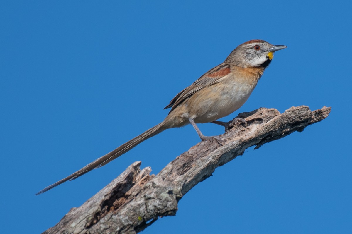 Chotoy Spinetail - ML532794391