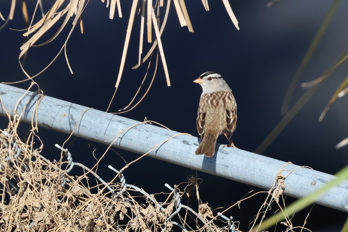 White-crowned Sparrow - ML532795491