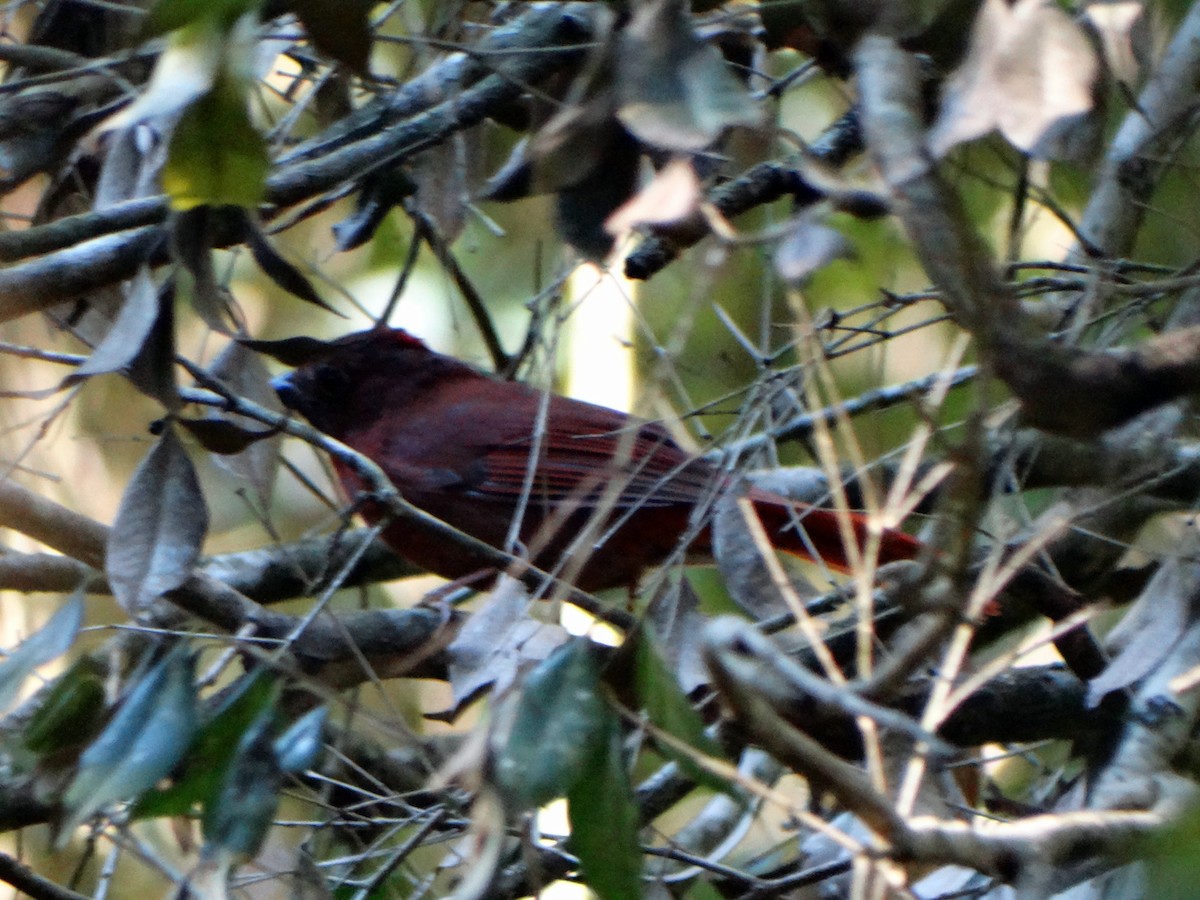 Red-crowned Ant-Tanager - ML532797481