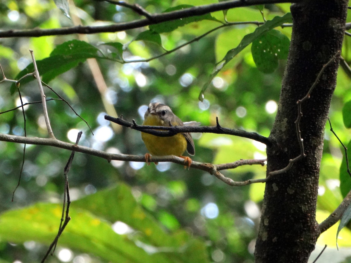 Golden-crowned Warbler - ML532801391