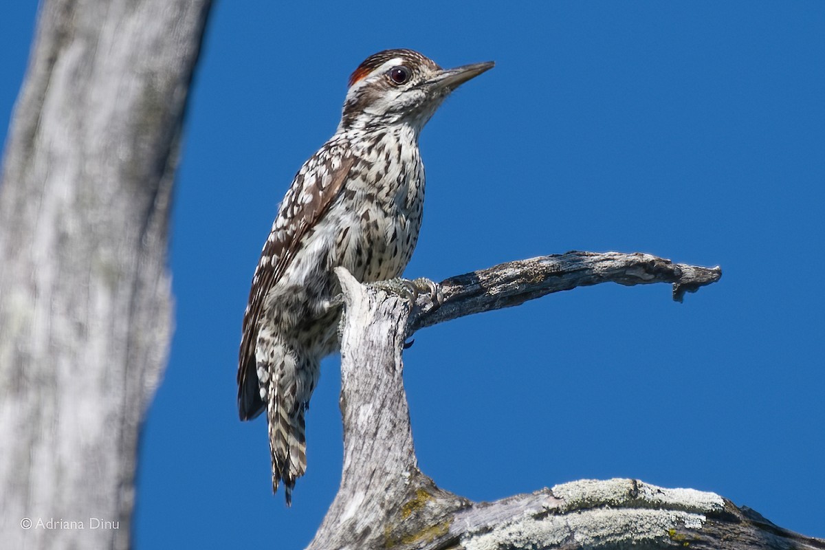 Checkered Woodpecker - Adriana Dinu