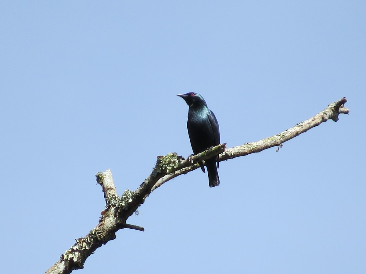 Short-tailed Starling - ML53280611