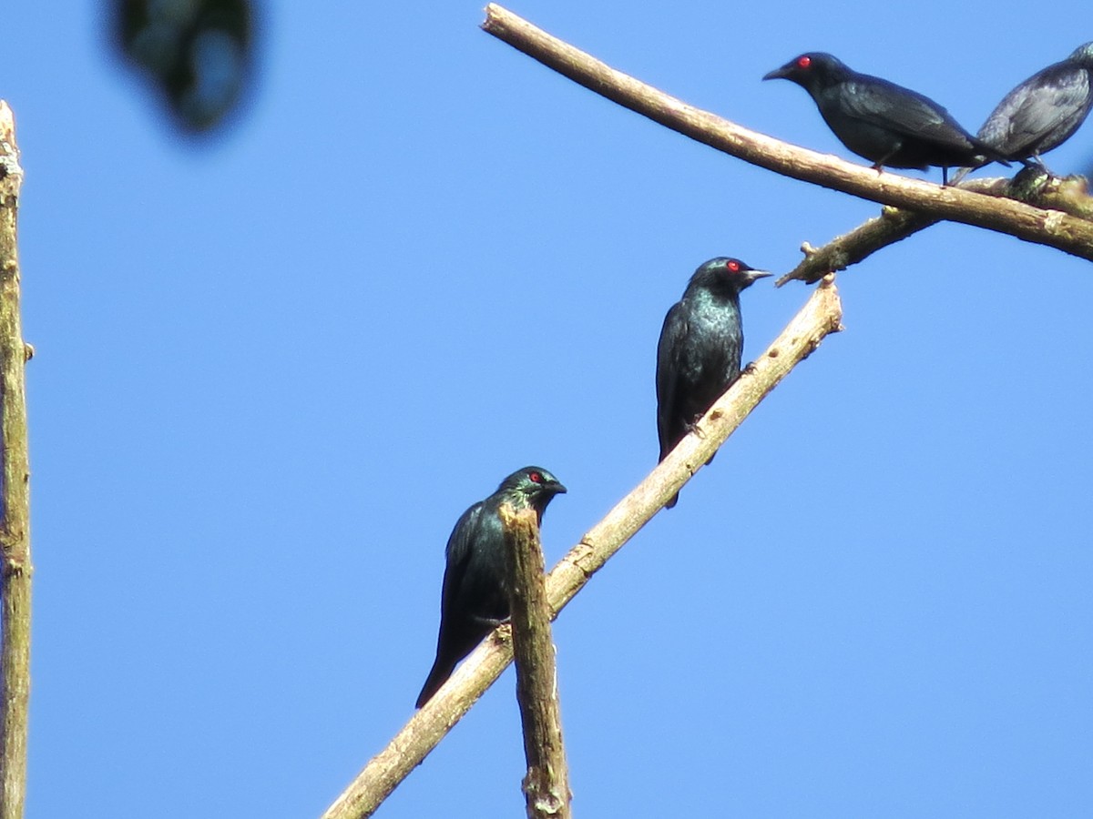 Short-tailed Starling - ML53280621