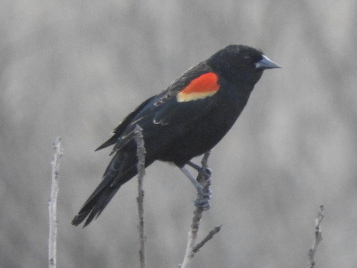 Red-winged Blackbird - ML532807351