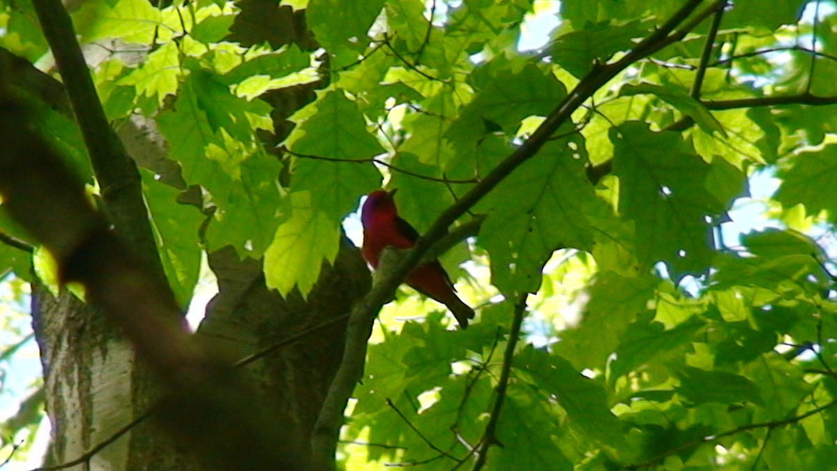 Scarlet Tanager - ML532809291
