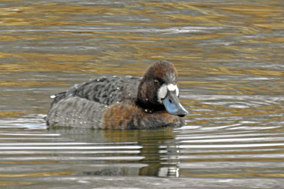 Greater Scaup - ML532812581