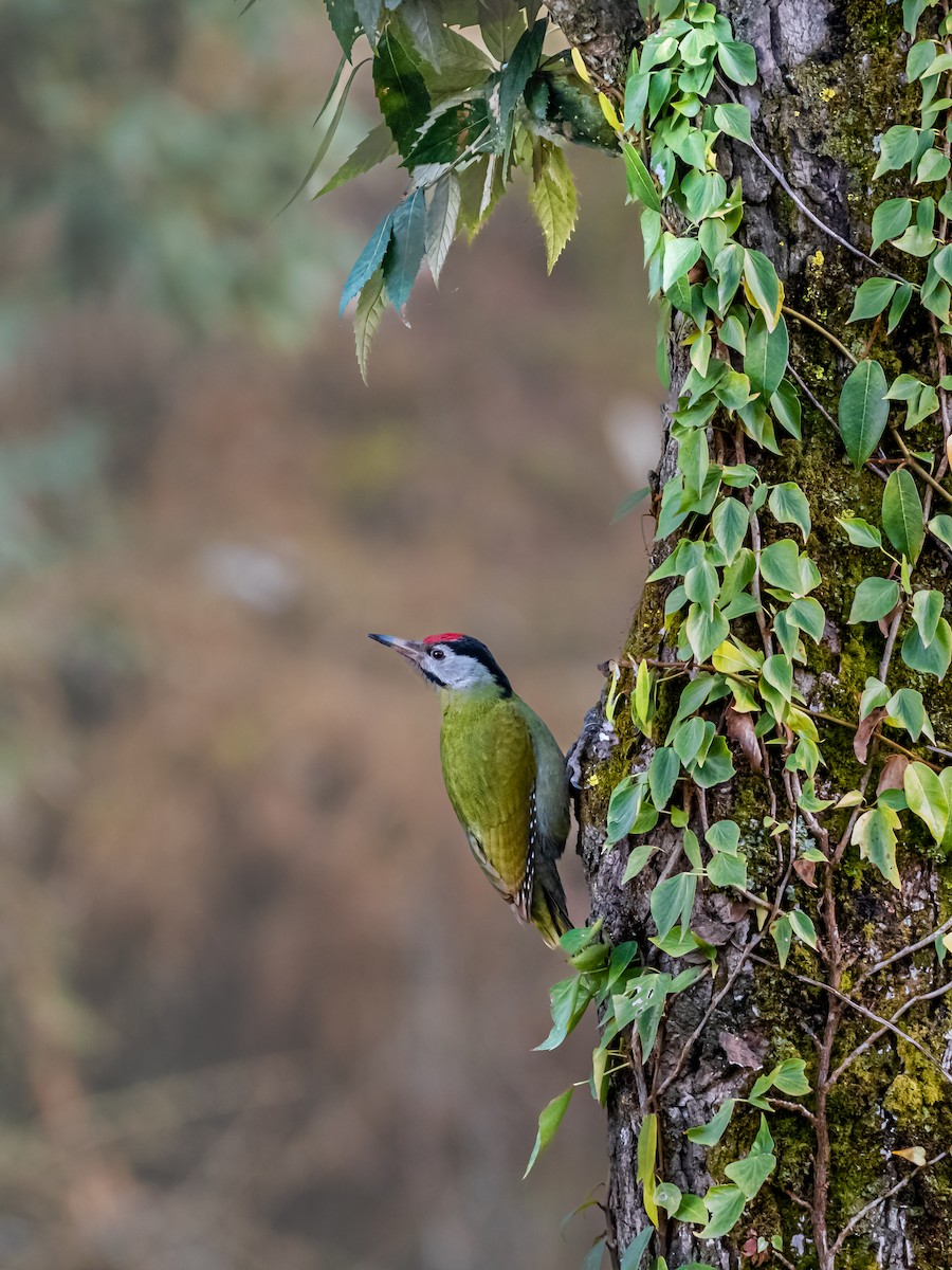 Gray-headed Woodpecker - ML532813871