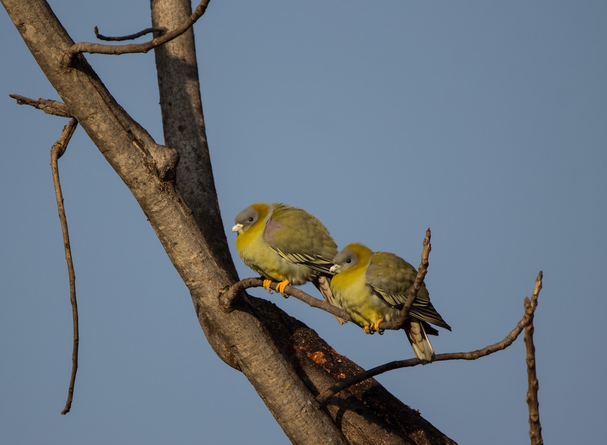 Yellow-footed Green-Pigeon - ML532819661