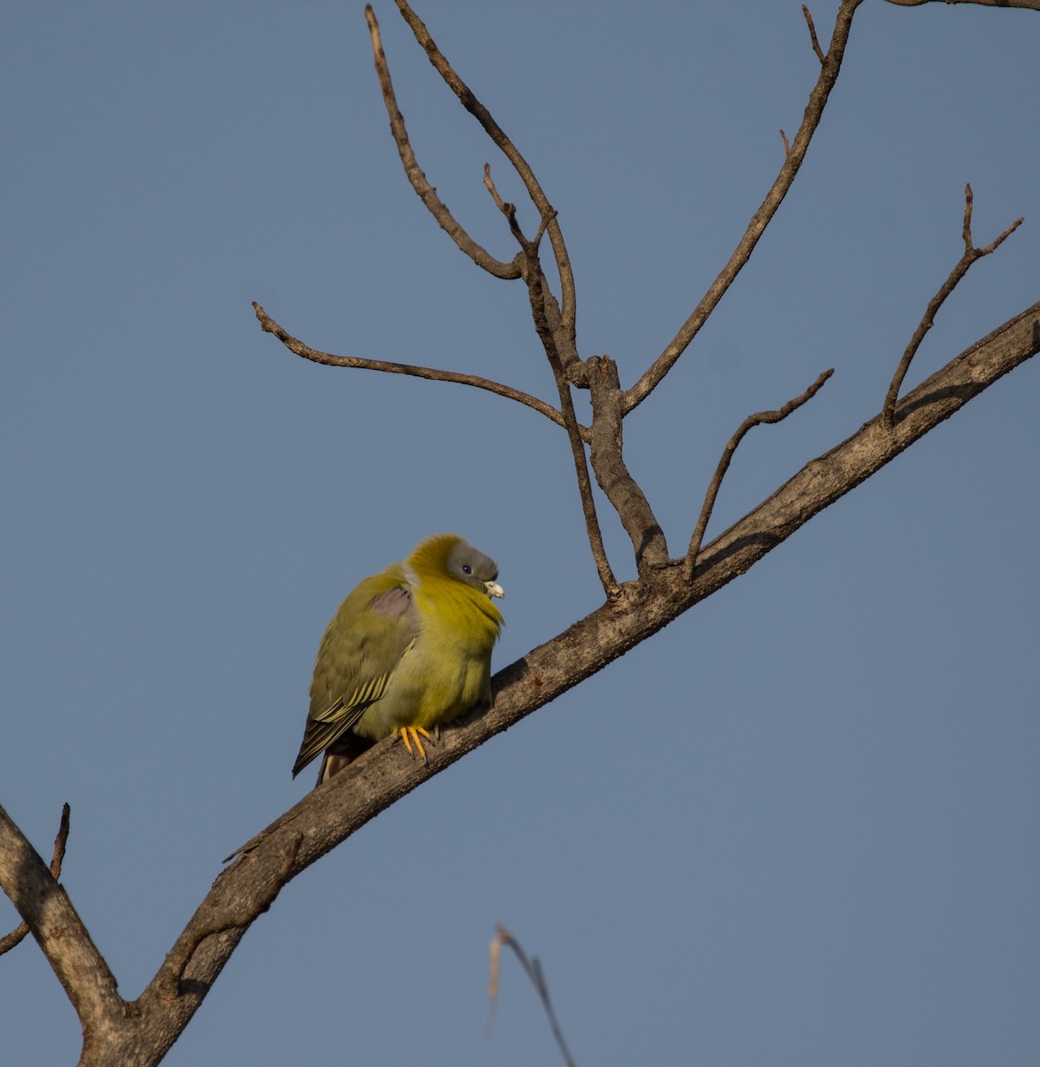 Yellow-footed Green-Pigeon - ML532819701