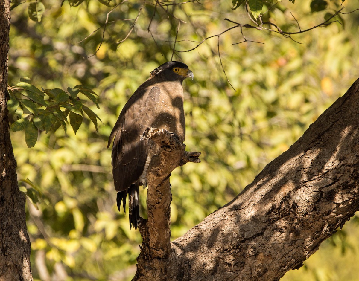 Crested Serpent-Eagle - ML532819951