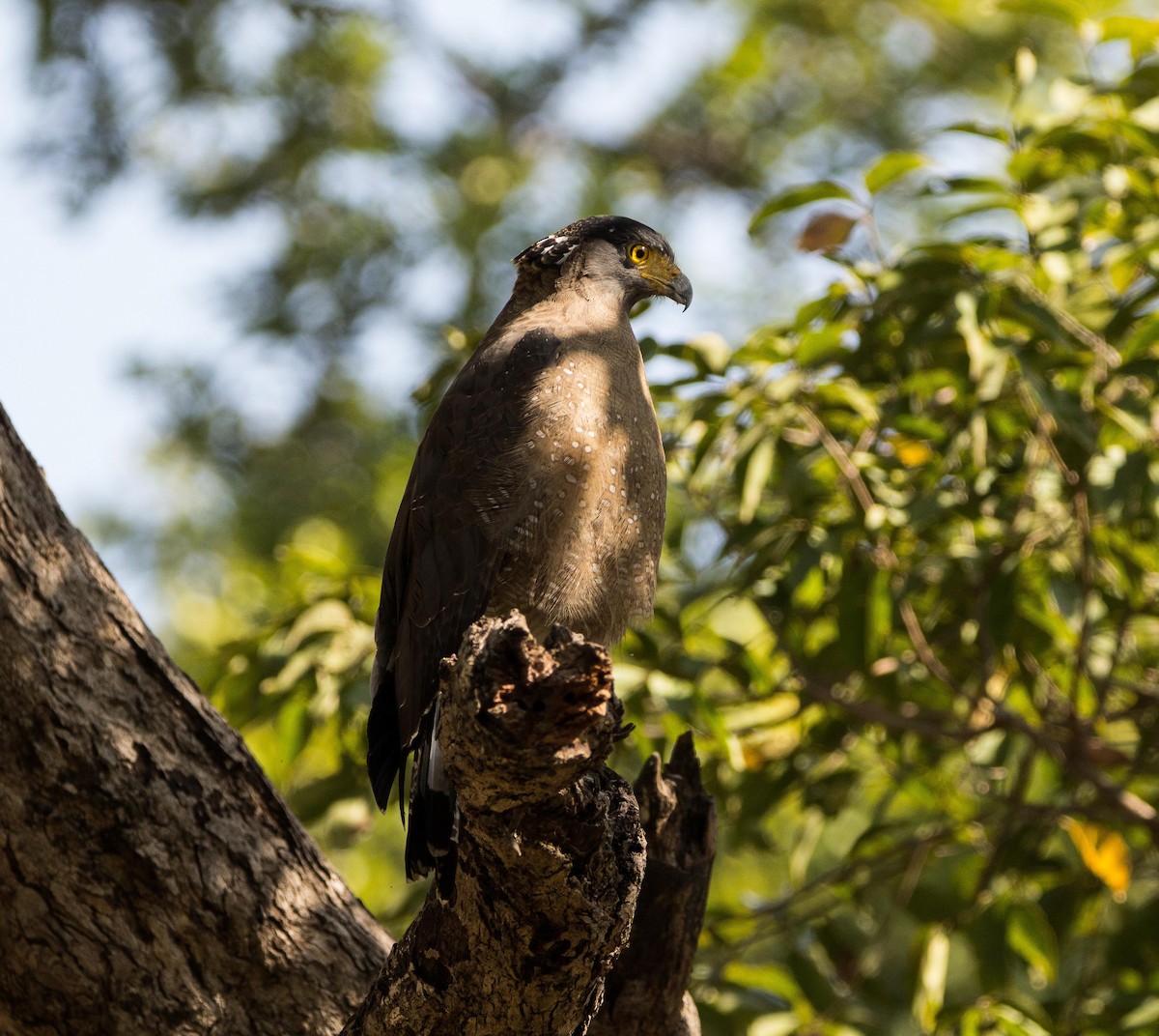 Crested Serpent-Eagle - ML532820061