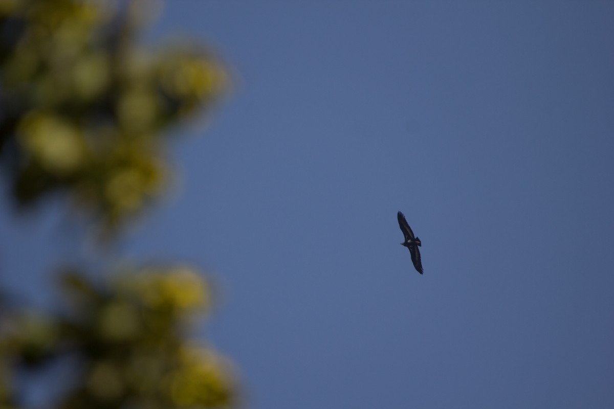 Red-headed Vulture - ML532821241