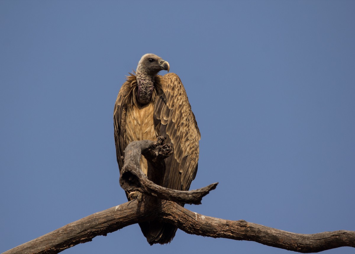 Indian Vulture - ML532821911
