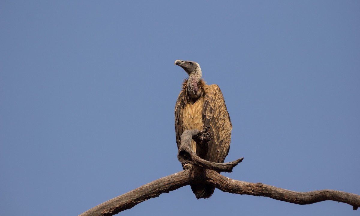 Indian Vulture - ML532821971