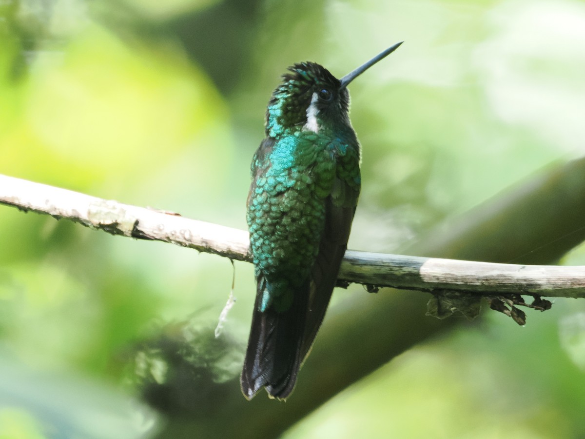 kolibřík fialovohrdlý - ML532824711