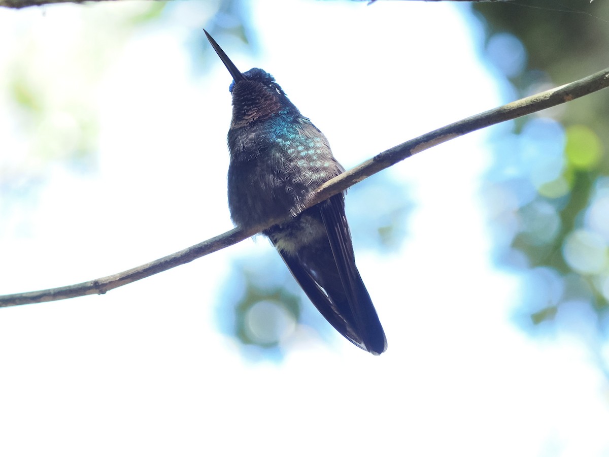 kolibřík fialovohrdlý - ML532824821