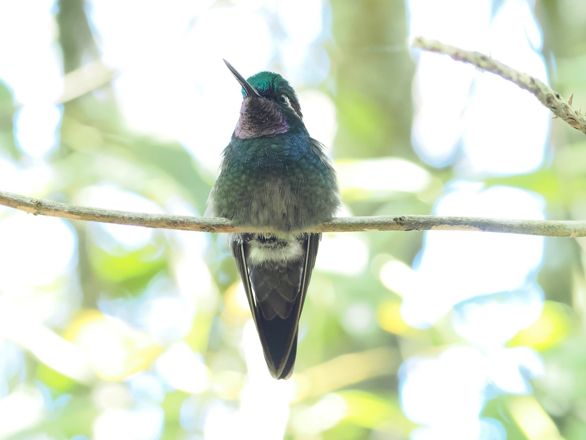 kolibřík fialovohrdlý - ML532824911