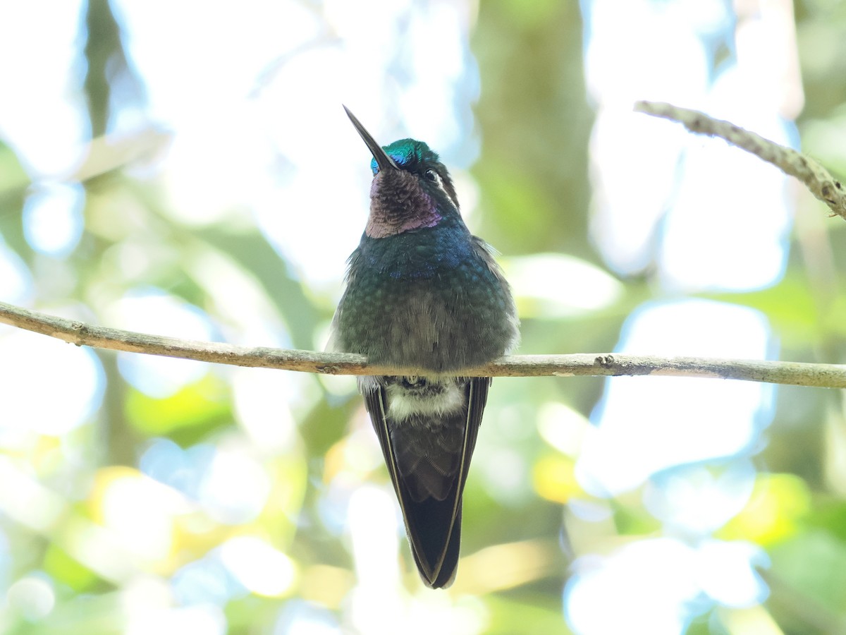 kolibřík fialovohrdlý - ML532825071