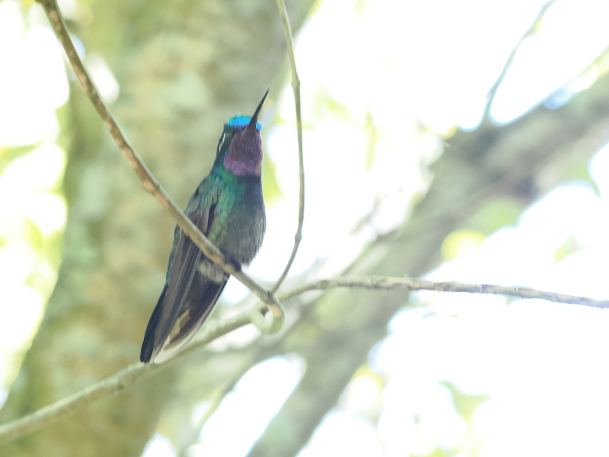 kolibřík fialovohrdlý - ML532825101