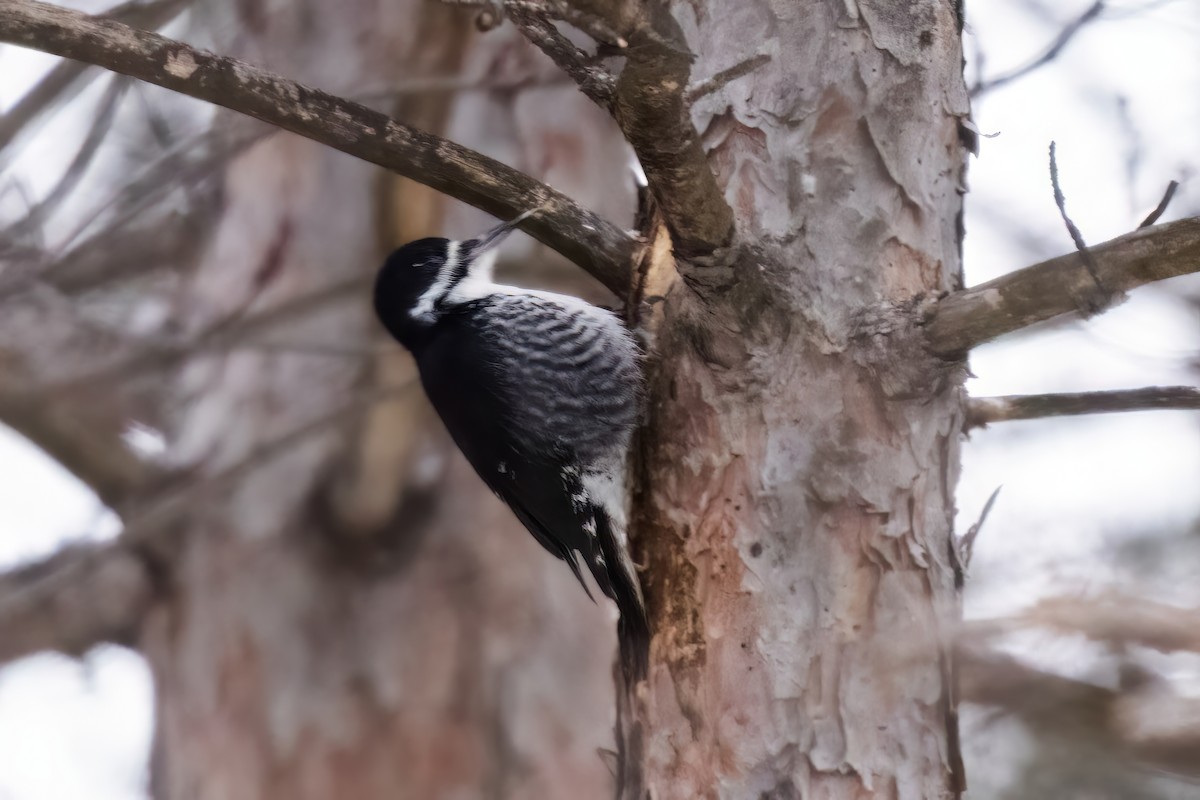 Black-backed Woodpecker - ML532825481