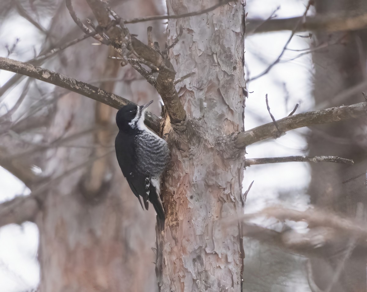 Black-backed Woodpecker - ML532825491
