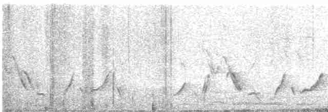 アカオマユミソサザイ（euophrys グループ） - ML532827081