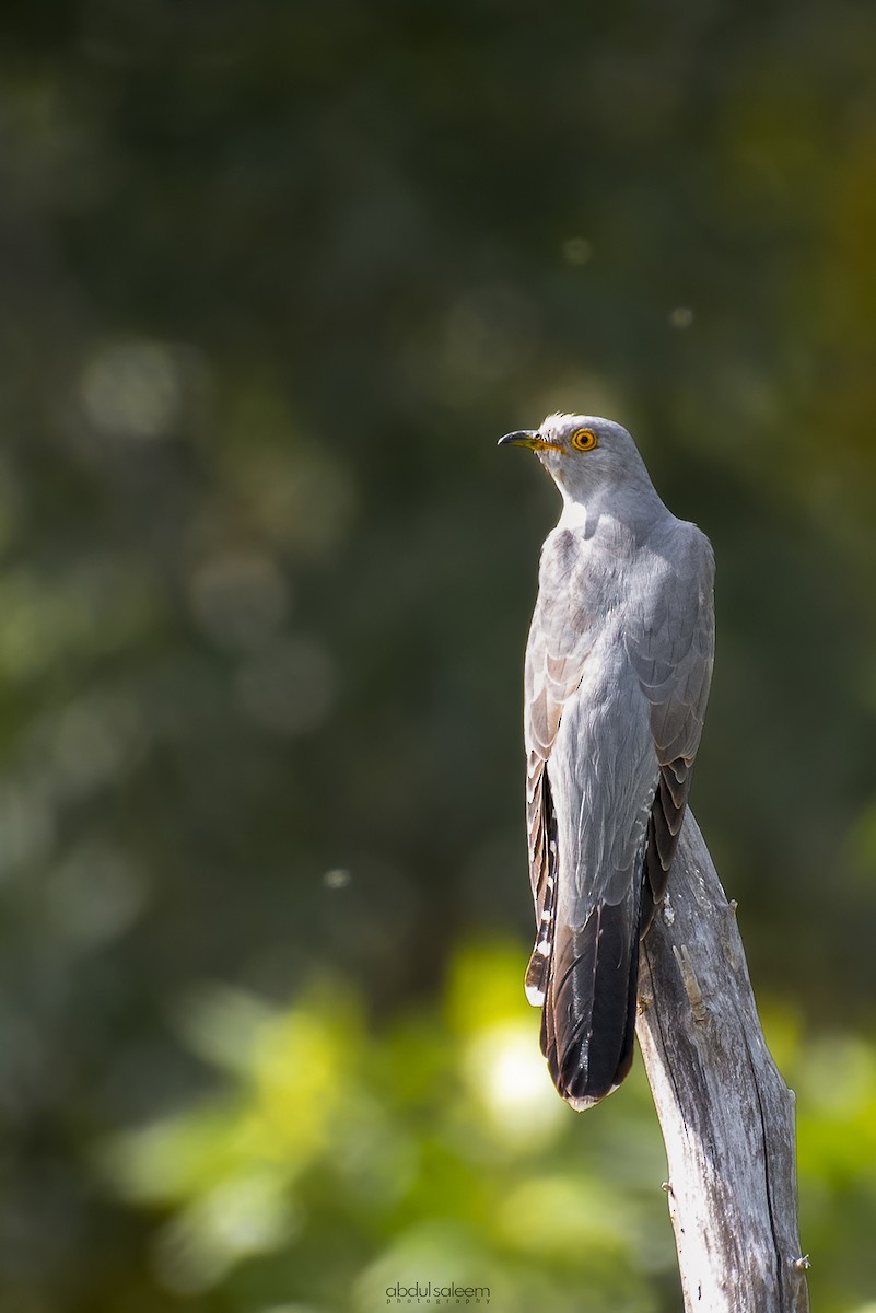 Common Cuckoo - ML532835131