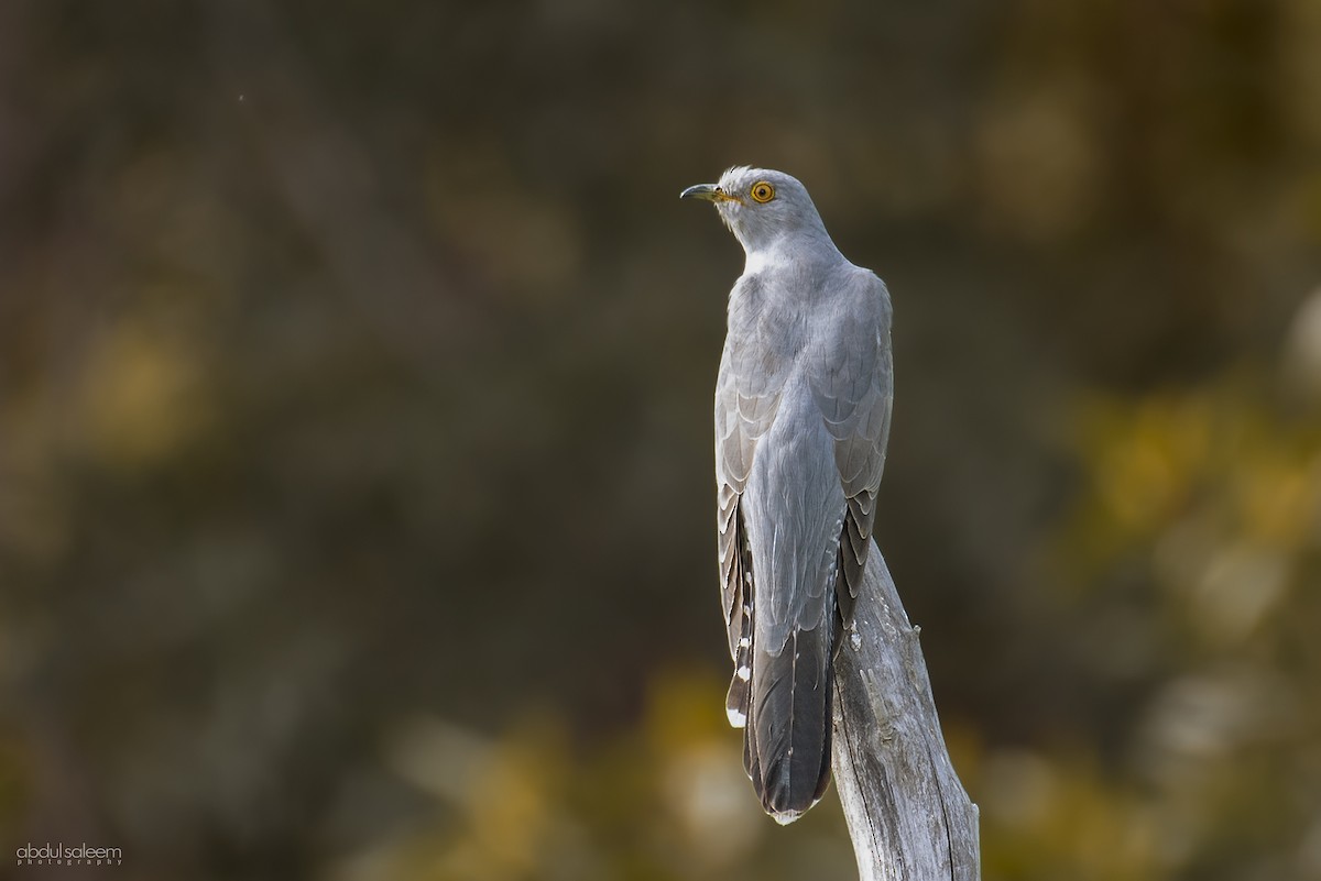 Common Cuckoo - ML532835141