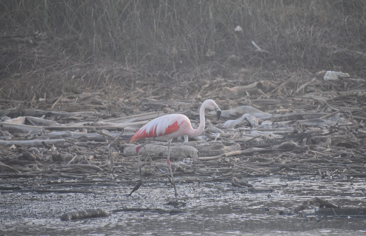 Chilean Flamingo - ML532835571