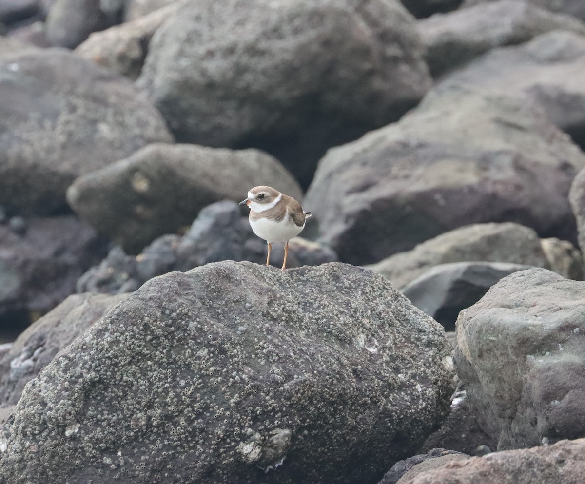 Semipalmated Plover - ML532842201