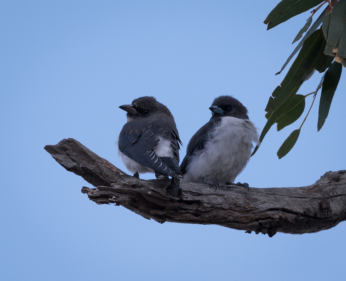 White-breasted Woodswallow - ML532842941
