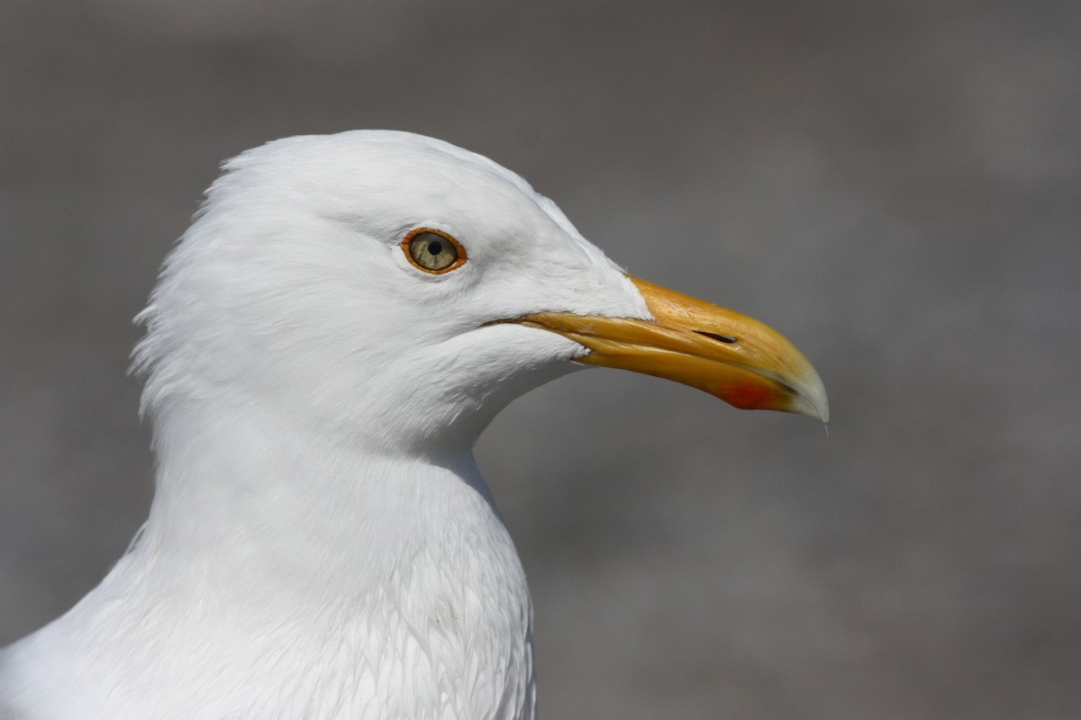 Herring Gull (American) - ML53284661